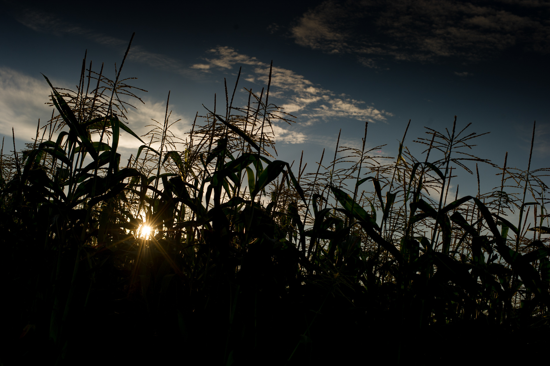 Corn at Sunset