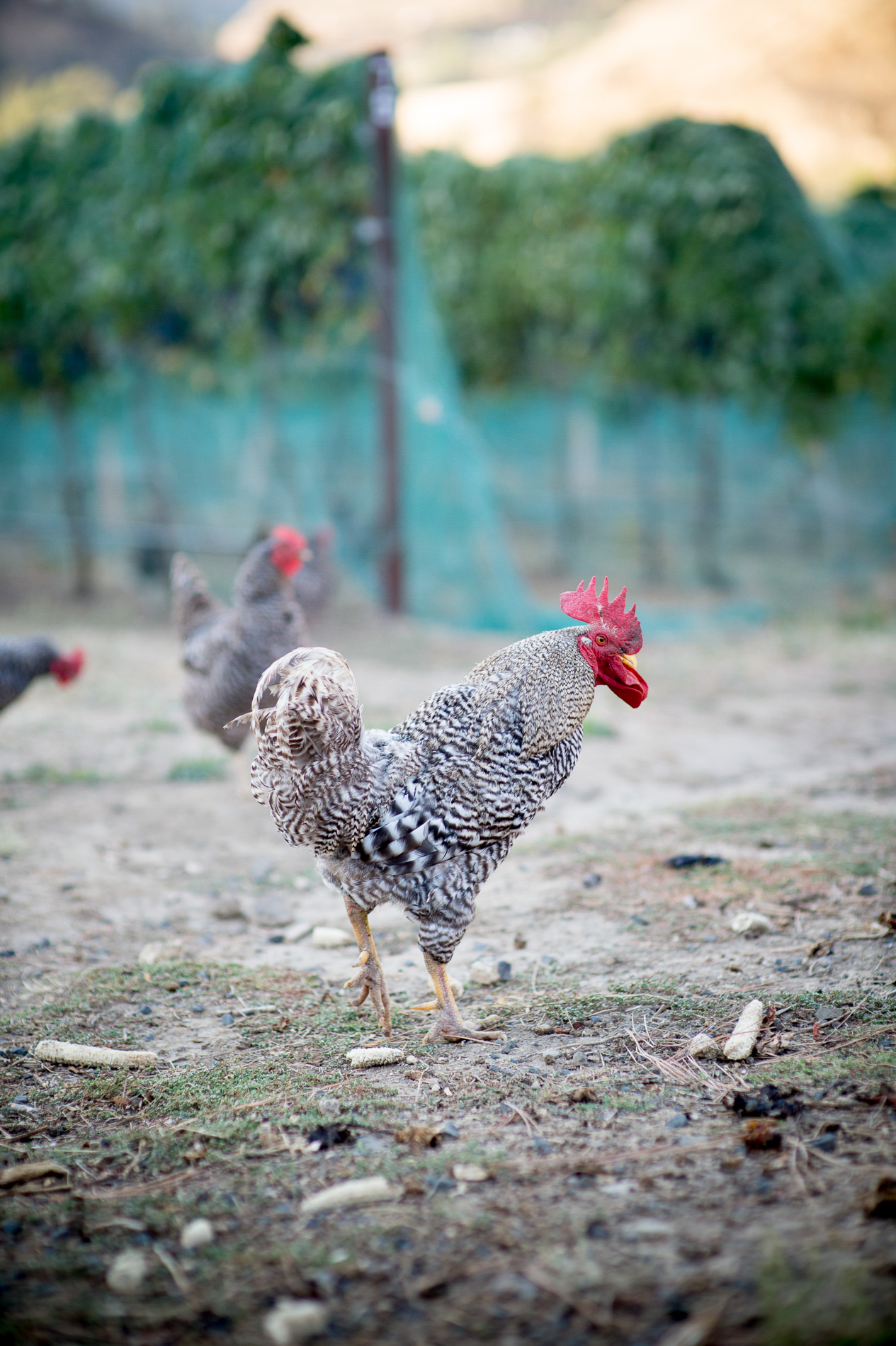Roosters in a Vineyard
